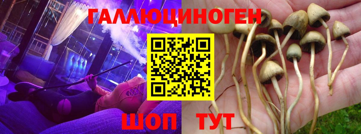 Псилоцибиновые грибы Psilocybe  Вход с VPN  Керчь 